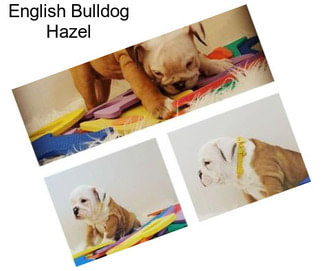 English Bulldog Hazel