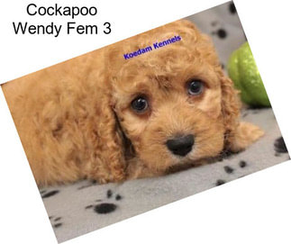 Cockapoo Wendy Fem 3