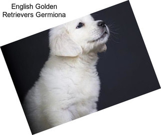 English Golden Retrievers Germiona