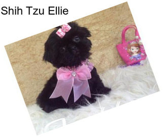 Shih Tzu Ellie