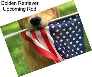 Golden Retriever Upcoming Red