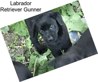 Labrador Retriever Gunner