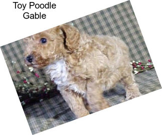 Toy Poodle Gable