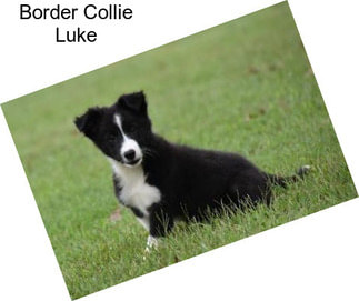 Border Collie Luke