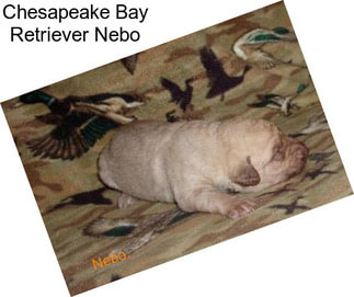 Chesapeake Bay Retriever Nebo