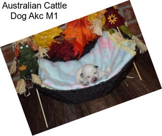 Australian Cattle Dog Akc M1