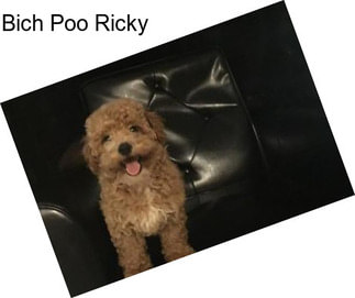 Bich Poo Ricky
