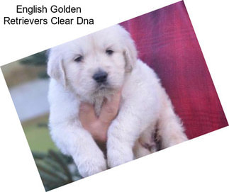 English Golden Retrievers Clear Dna