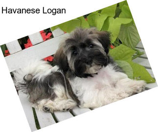 Havanese Logan