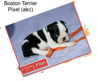 Boston Terrier Pixel (akc)