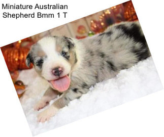 Miniature Australian Shepherd Bmm 1 T