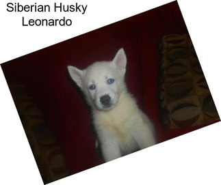 Siberian Husky Leonardo