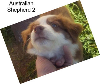 Australian Shepherd 2