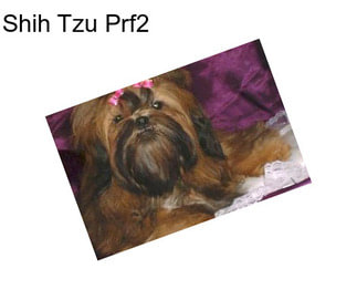 Shih Tzu Prf2