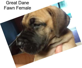 Great Dane Fawn Female