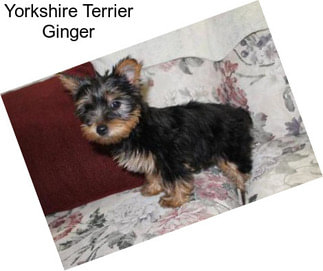 Yorkshire Terrier Ginger