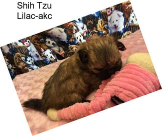 Shih Tzu Lilac-akc