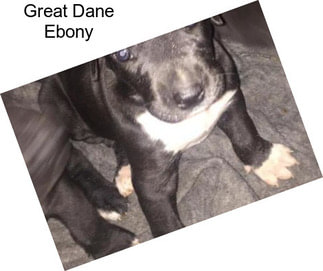 Great Dane Ebony