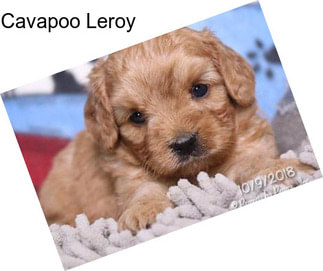 Cavapoo Leroy