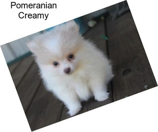 Pomeranian Creamy