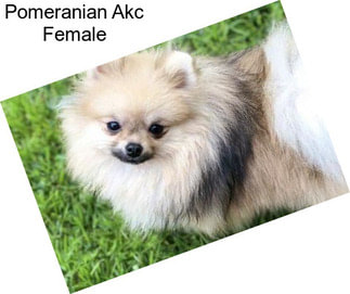 Pomeranian Akc Female