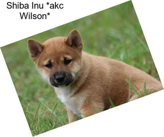 Shiba Inu *akc Wilson*