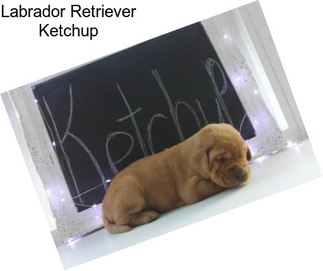 Labrador Retriever Ketchup