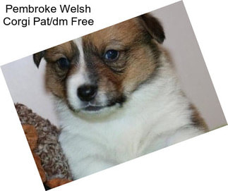 Pembroke Welsh Corgi Pat/dm Free