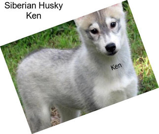 Siberian Husky Ken