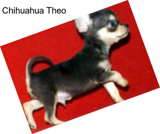 Chihuahua Theo
