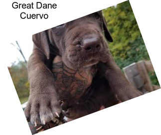 Great Dane Cuervo