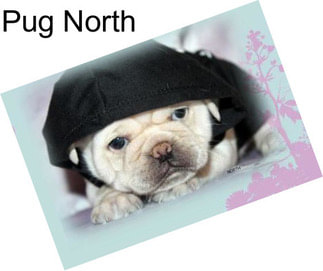 Pug North