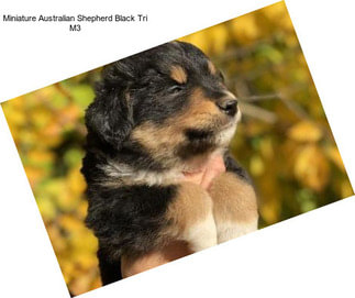 Miniature Australian Shepherd Black Tri M3