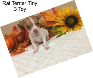 Rat Terrier Tiny B Toy