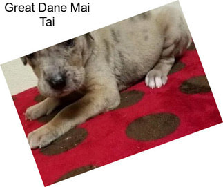 Great Dane Mai Tai