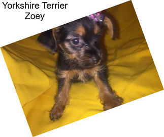 Yorkshire Terrier Zoey