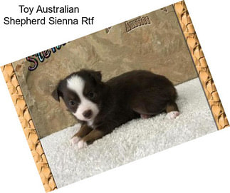 Toy Australian Shepherd Sienna Rtf