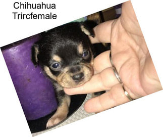 Chihuahua Trircfemale