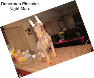 Doberman Pinscher Night Mare