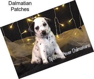 Dalmatian Patches