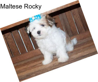 Maltese Rocky