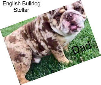 English Bulldog Stellar