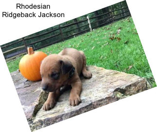 Rhodesian Ridgeback Jackson