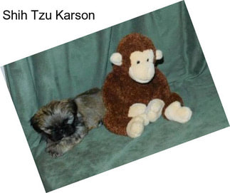 Shih Tzu Karson