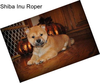 Shiba Inu Roper