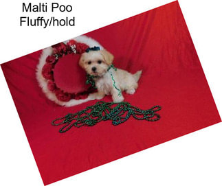Malti Poo Fluffy/hold