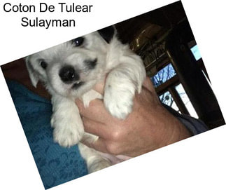 Coton De Tulear Sulayman