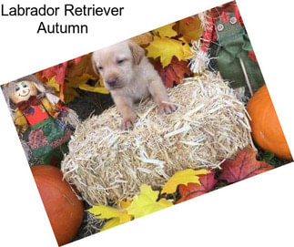 Labrador Retriever Autumn