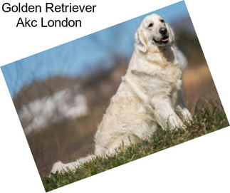 Golden Retriever Akc London