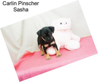 Carlin Pinscher Sasha